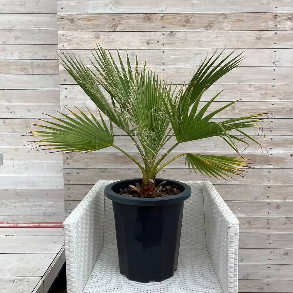 Amazon｜［20鉢限定］【10号鉢】ワシントンヤシ Washingtonia